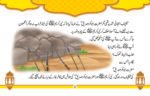 Gaar E Soor - Image 3
