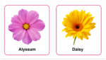 My Little Flowers Board Book - Image 2