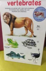 Flip Chart: Animal Kingdom (Flip Flap) - Image 4