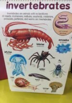 Flip Chart: Animal Kingdom (Flip Flap) - Image 7
