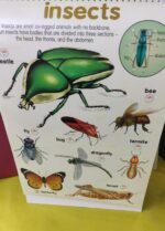 Flip Chart: Animal Kingdom (Flip Flap) - Image 8