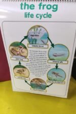 Flip Chart: Animal Kingdom (Flip Flap) - Image 9