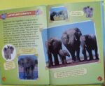 My Animal Kingdom All About Elephant - Image 2