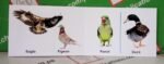 Children's First "Birds" Board Book - Image 2
