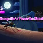 Mosquito's Favorite Smell