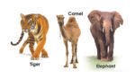 My Mini Animals Board Book - Image 2