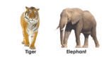 My Smart Animals & Birds (Board Book) (Non Tearable Book) - Image 3