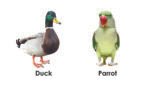 My Smart Animals & Birds (Board Book) (Non Tearable Book) - Image 2