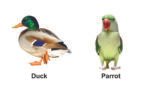 My Mini Birds Board Book - Image 2