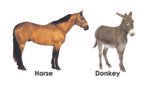 My Smart Farm Animals & Baby Animals (Board Book) (Non Tearable Book) - Image 3
