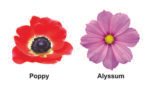 My Smart Jobs & Flowers (Board Book) (Non Tearable Book) - Image 2